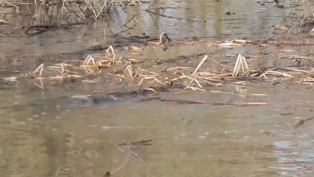 Hiking Myshkova River flood Река Мышкова половодье