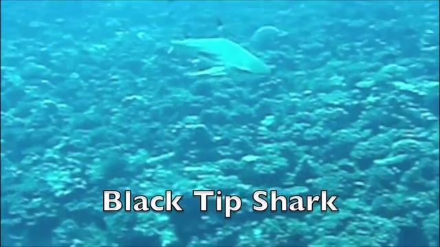 Wohrmann diving in the French Polynesia