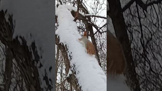Белки берут орешки с ладони