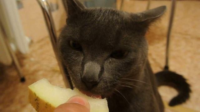 Кот ест дыню / Сat Eating A Melon