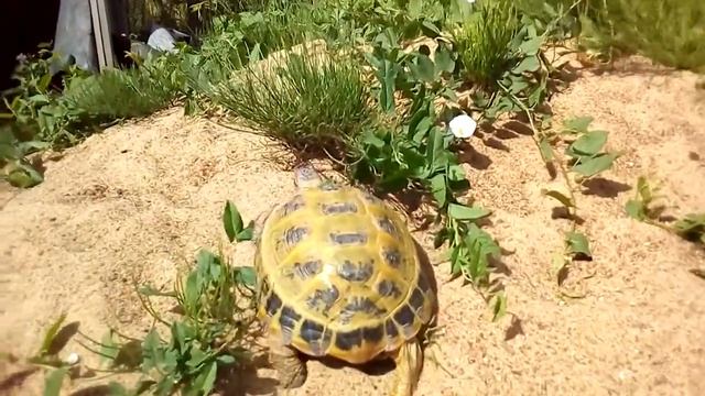 сухопутная черепаха 2018-3