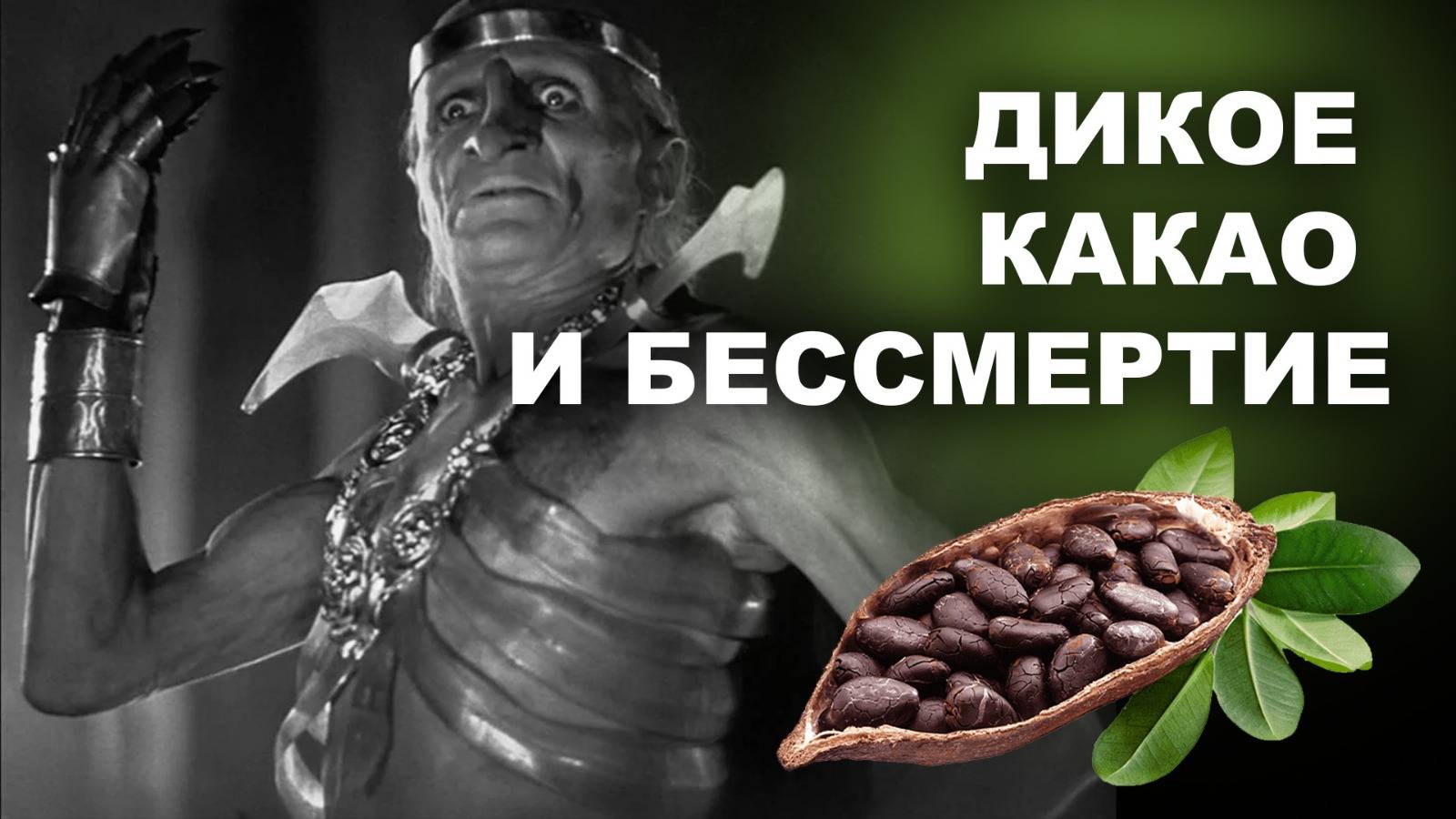 ДИКОЕ КАКАО И БЕССМЕРТИЕ