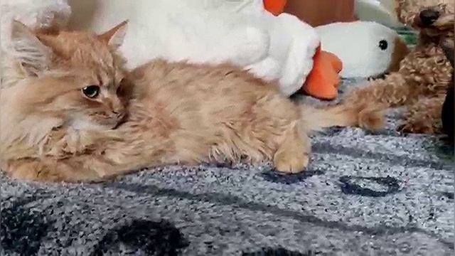Знакомство Ватсона с членами семьи потихоньку продолжается 🥰🥰