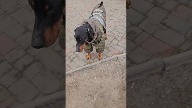 Русский оккупант,собака )