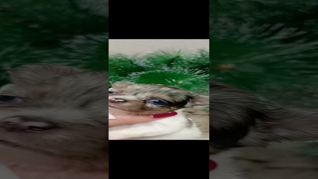 белоголубая длинношерстная