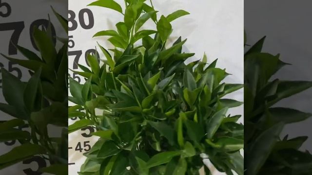 Клементин Эрнандина/ Citrus Clementino Hernandina