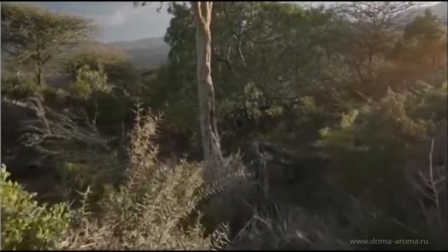 Сомали: эфирное масло ладана от doTERRA