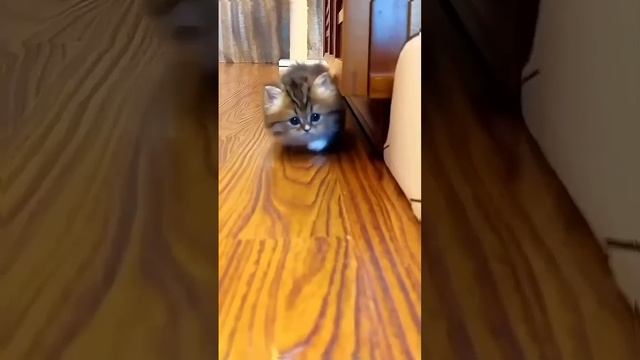 ЛАЙФХАК 👆 Смешные котики и собачки