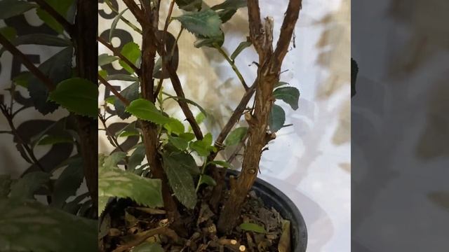 Земляни́чное де́рево, Земляни́чник, Арбутус/ Arbutus unedo
