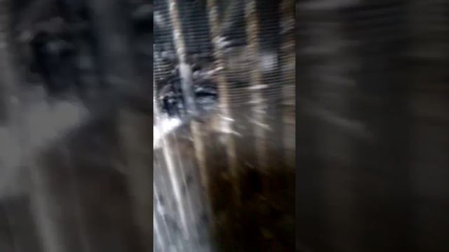 VID_20241226_233138_918.mp4