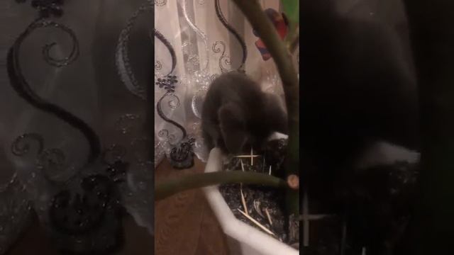 Милота от Сони