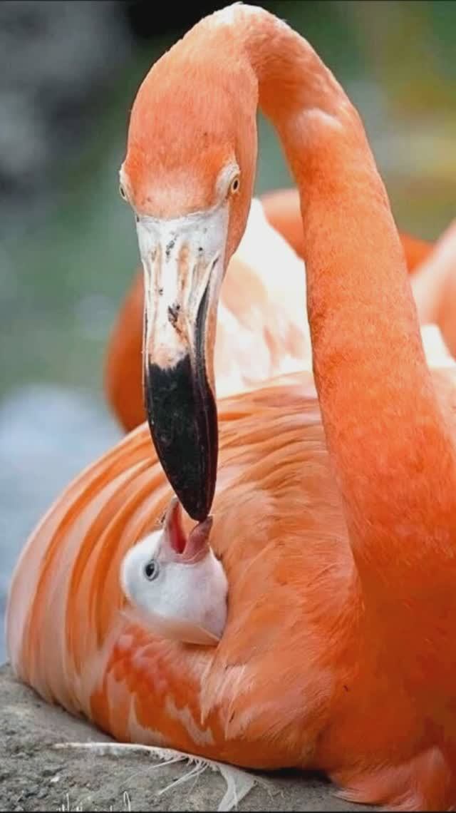 Свет умиления в душу пришел... душевненько...