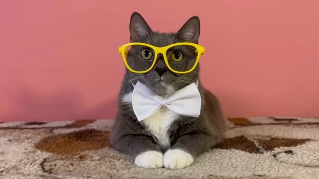 ЛЕТО В ШКОЛЕ КОТИКОВ