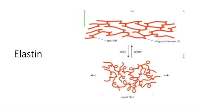 Pathology Robbins: Tissue Renewal Part 1-2 By Prov. Sapargalieva