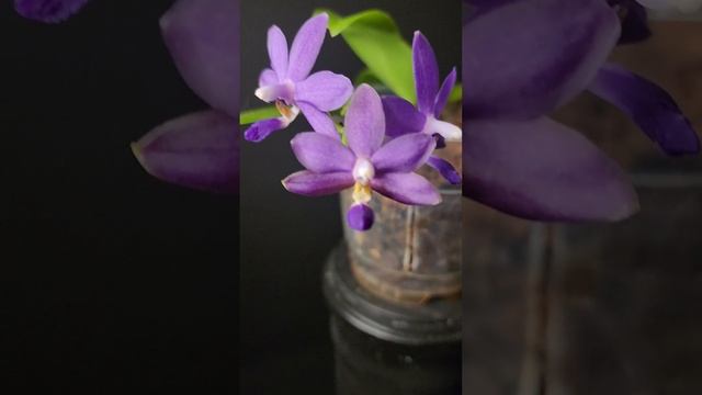 Dtps. Purple Martin Blue Star V