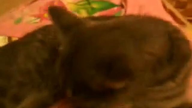 очень чистоплотная кошка!