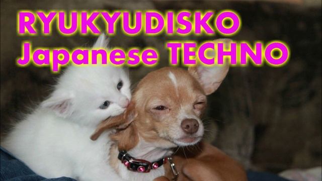 Cats & Dogs　-RYUKYUDISKO-