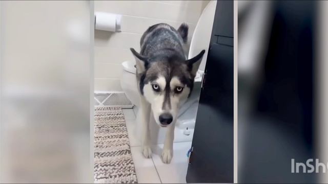 Приколы с домашними питомцами