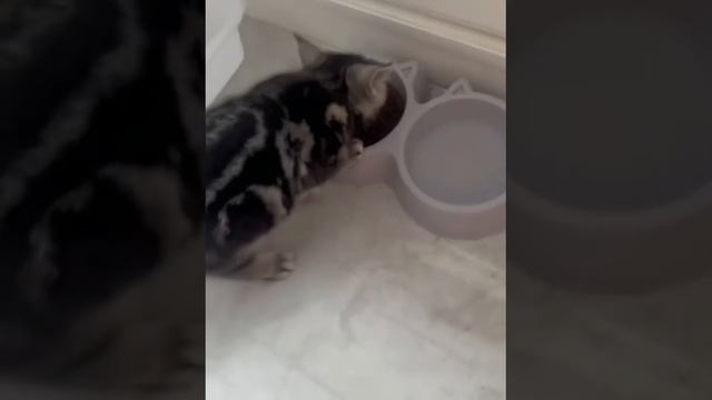Коты симулянты