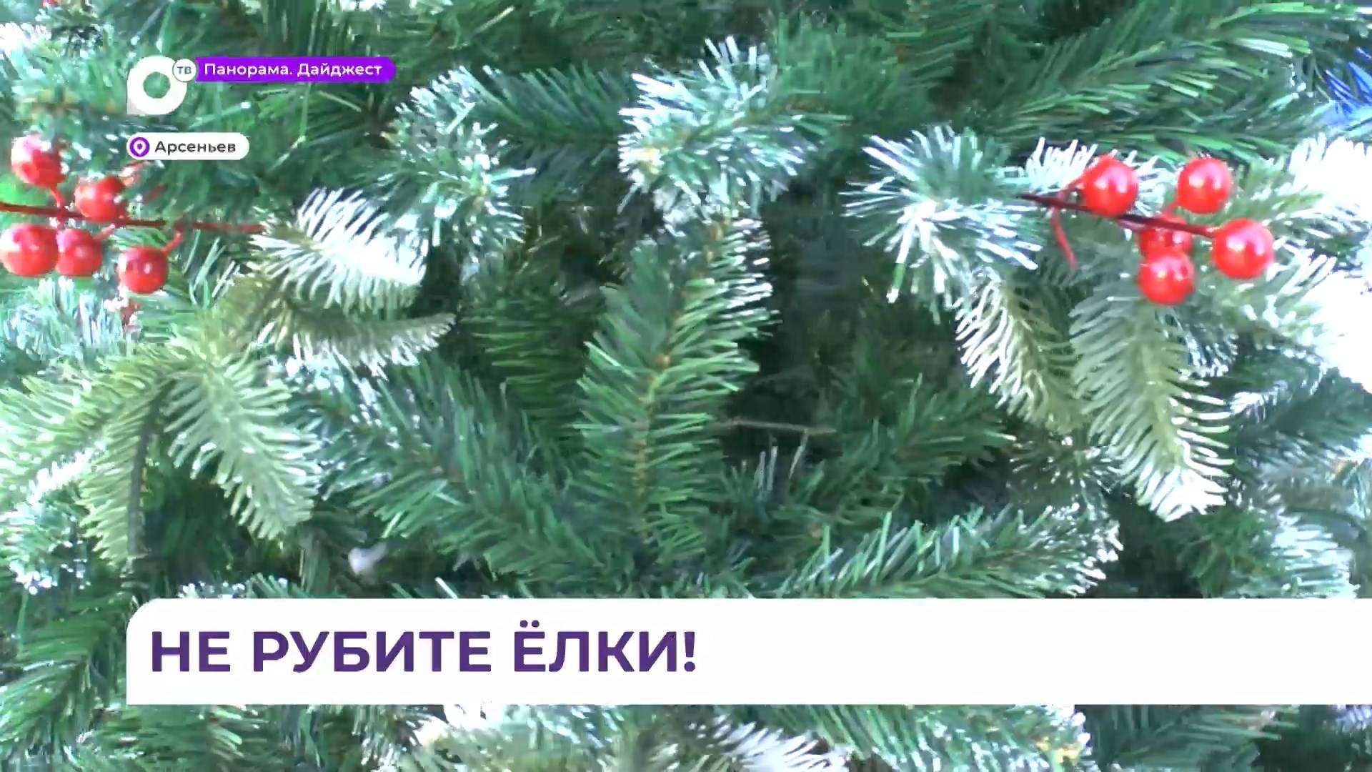 Юные экологи Арсеньева призывают граждан отказаться от установки живых елей дома