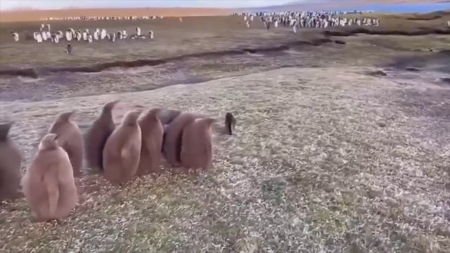 Птенцы королевского пингвина, впервые в жизни увидели кошку.
