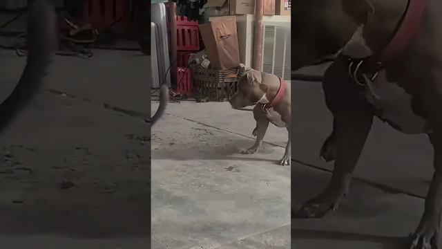 ЛАЙФХАК 👆 Смешные котики и собачки