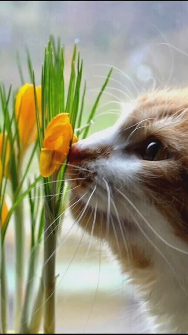 Животные-романтики... душевный видеоролик...