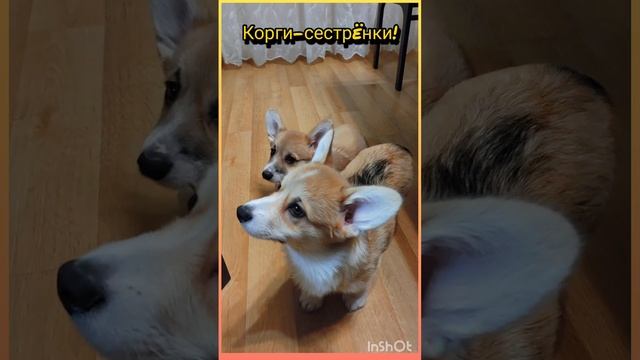 Корги-сестрëнки!