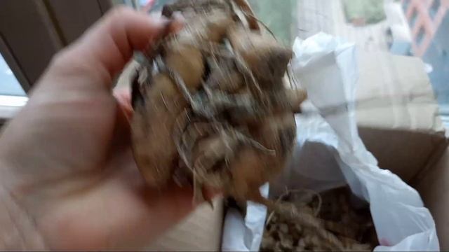 Распаковка посылки с георгинами!