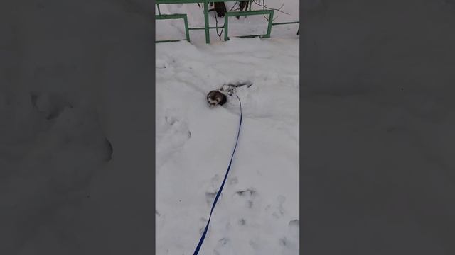 Хорёк