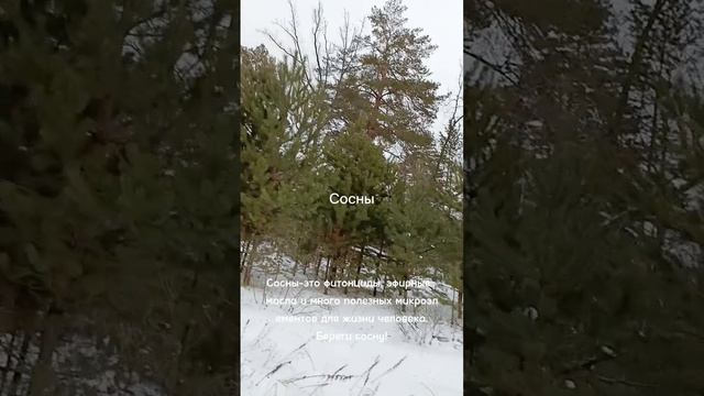 Береги сосны
