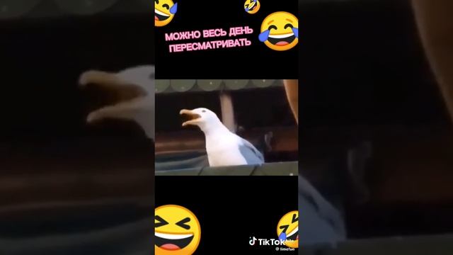 Это можно пересматривать бесконечно 😅