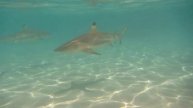 Bora Bora swimming with sharks