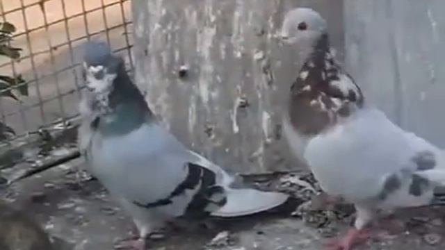 новые приобретения