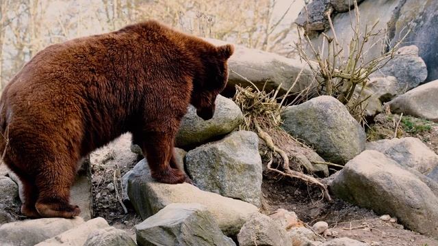 MatON - Медведь (AI) - Проект "Музыка со смыслом" - Премьера новой песни!