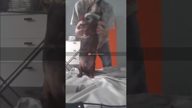 Веля чипи чипи чапа чапа.