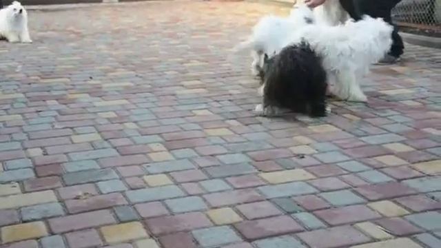 Dolce Dea Apriori- Kennel dogs(племенной питомник  собак)