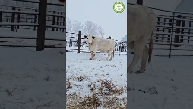 Пурна живет на Планете коров