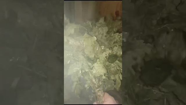 первый свежий веник собранный соседом и запаренной мной