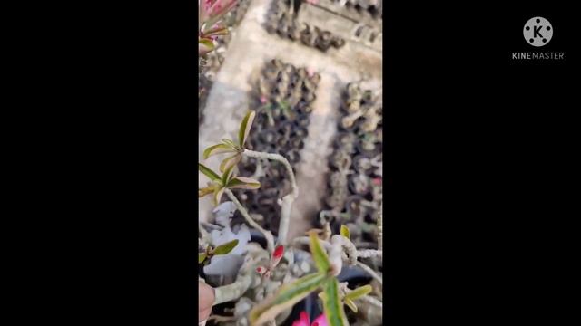 ADENIUM CARE PART-2      FROM  ANJUZ GREEN FLORA