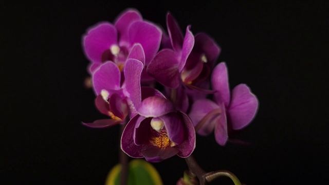 Phal. Sogo Yenlin Coffee TL