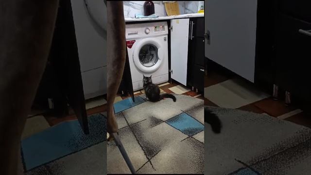 СТЕПА РАЗВЛЕКАЕТСЯ))