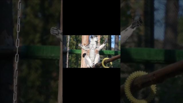1001950540.mp4