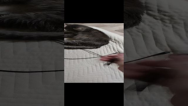 Балисонг и котик