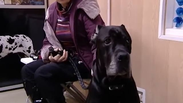 2 травят собак в сертолово