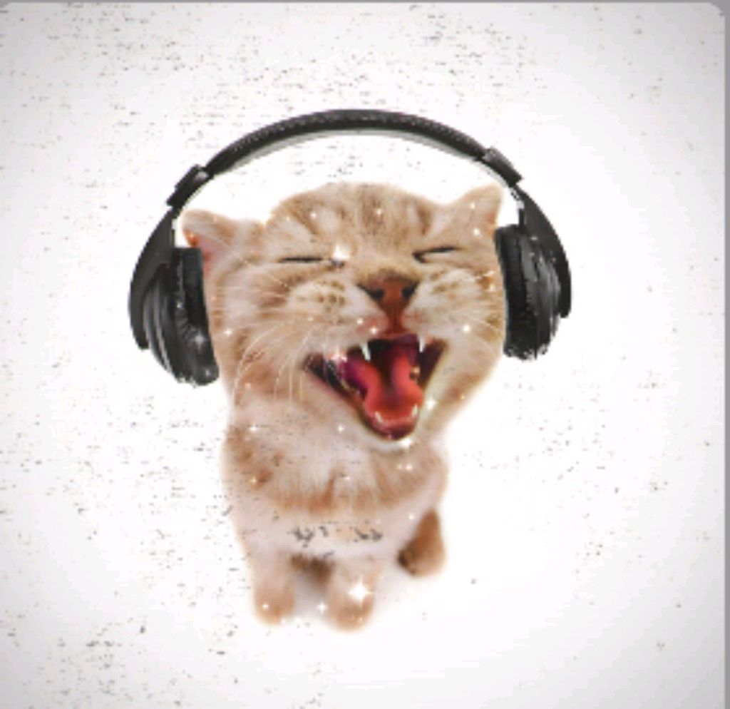 🎧🐈⬛