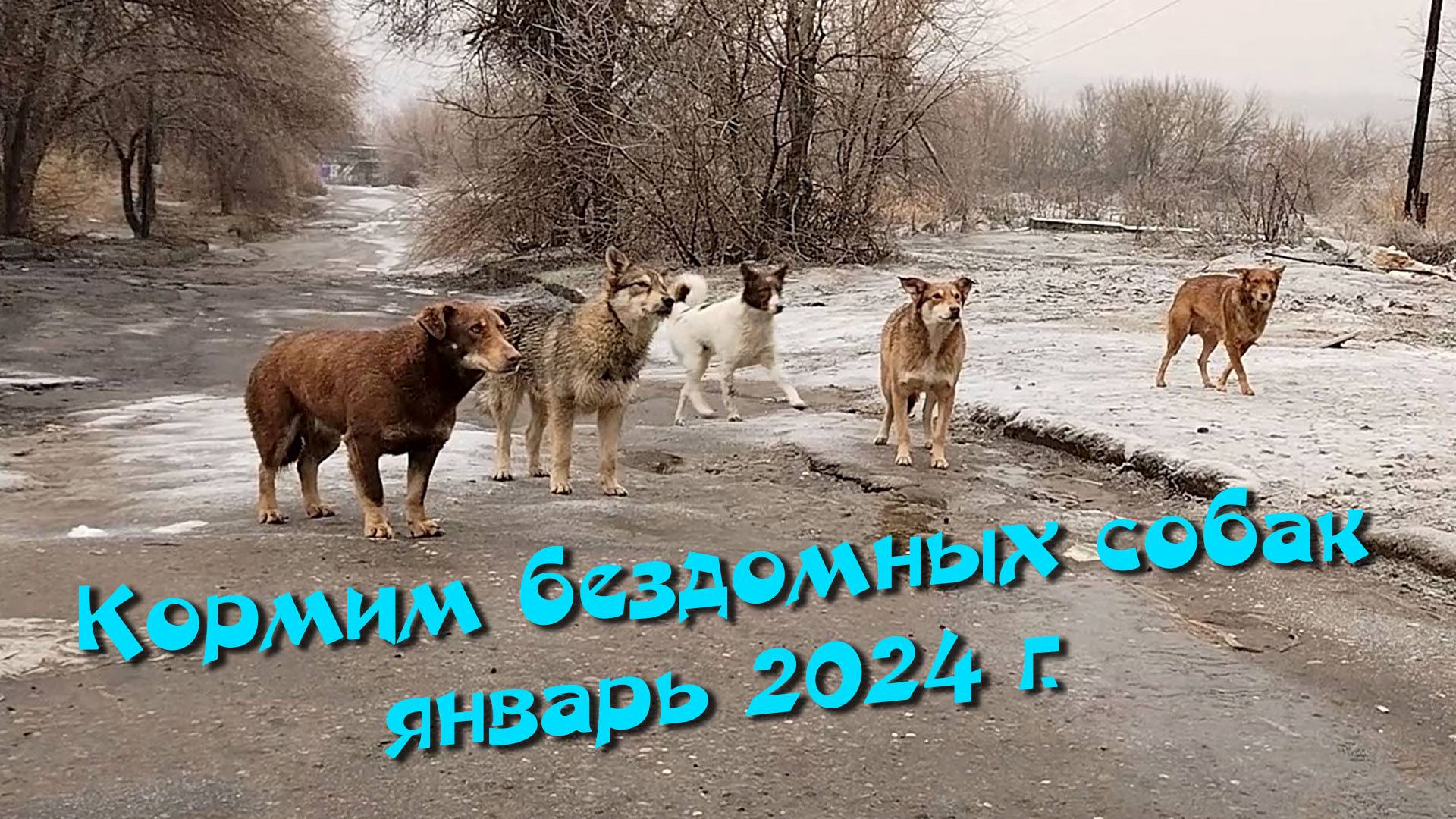 Кормим бездомных собак. Январь 2024 г.