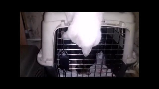 КОТ ПАПА РАЗГОВАРИВАЕТ С НОВОРОЖДЕННЫМИ КОТЯТАМИ. ОТЕЦ ГОДА.