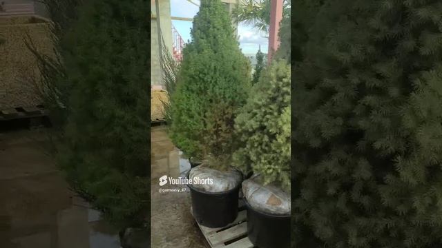 Ошибка которая со временем может погубить ваше растений #дача #garden #сад