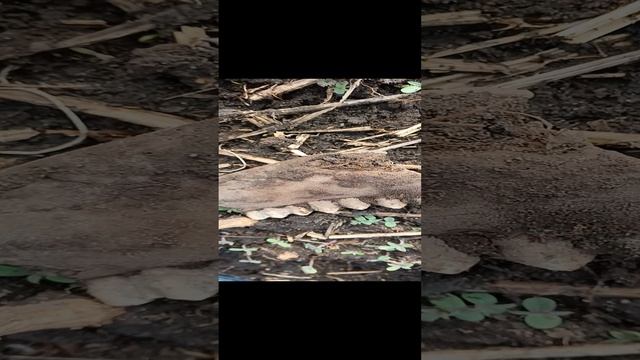 находки на берегах реки каменка